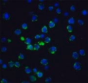Anti-Acinus antibody produced in rabbit affinity isolated antibody, buffered aqueous solution