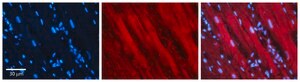 Anti-ID1 antibody produced in rabbit affinity isolated antibody