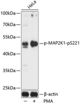 Anti-Phospho-MAP2K1-pS221 antibody produced in rabbit