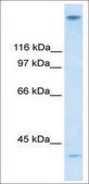 Anti-ZNF318 antibody produced in rabbit affinity isolated antibody