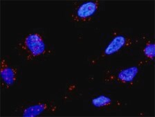 Anti-FN1 antibody produced in mouse purified immunoglobulin, buffered aqueous solution