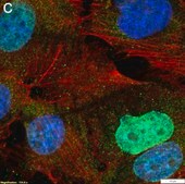 Anti-m6A Antibody, clone 17-3-4-1 ZooMAb® Mouse Monoclonal recombinant, expressed in HEK 293 cells