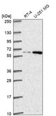 Anti-DOLK antibody produced in rabbit Prestige Antibodies&#174; Powered by Atlas Antibodies, affinity isolated antibody