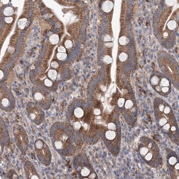 Anti-MTRF1L antibody produced in rabbit Prestige Antibodies&#174; Powered by Atlas Antibodies, affinity isolated antibody, buffered aqueous glycerol solution