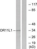 Anti-OR11L1 antibody produced in rabbit affinity isolated antibody