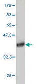 Monoclonal Anti-SSX4 antibody produced in mouse clone 3E10, purified immunoglobulin, buffered aqueous solution