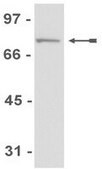RIPAb+ PABPC1 - RIP Validated Antibody and Primer Set