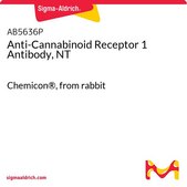 Anti-Cannabinoid Receptor 1 Antibody, NT Chemicon®, from rabbit