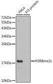 Anti-Symmetric DiMethyl-Histone H3-R8 antibody produced in rabbit
