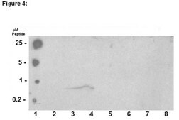 ChIPAb+ Phospho-Histone H3 (Thr3) - ChIP Validated Antibody and Primer Set, rabbit monoclonal culture supernatant, clone JY325, from rabbit