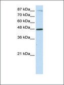 Anti-BHLHB2 antibody produced in rabbit affinity isolated antibody