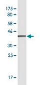 Monoclonal Anti-CUX2 antibody produced in mouse clone 2H8, purified immunoglobulin, buffered aqueous solution