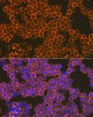 Anti-CD82 antibody produced in rabbit