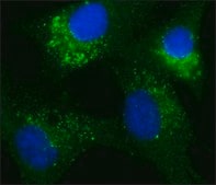 Anti-Connexin 43 antibody, Mouse monoclonal clone CXN-6, hybridoma cell culture supernatant