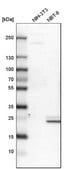 Anti-COMT antibody produced in rabbit Prestige Antibodies&#174; Powered by Atlas Antibodies, affinity isolated antibody, buffered aqueous glycerol solution