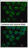 Anti-DYNC1LI1 antibody produced in rabbit affinity isolated antibody, buffered aqueous solution