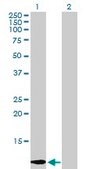 Anti-LGALS1 antibody produced in rabbit purified immunoglobulin, buffered aqueous solution