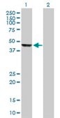 Anti-PPP1R7 antibody produced in mouse purified immunoglobulin, buffered aqueous solution