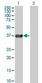 Monoclonal Anti-BOLL antibody produced in mouse clone 2E8, purified immunoglobulin, buffered aqueous solution