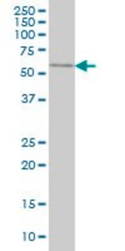 Monoclonal Anti-SPAG6 antibody produced in mouse clone 3E3, purified immunoglobulin, buffered aqueous solution