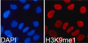 Anti-MonoMethyl-Histone H3-K9 antibody produced in rabbit