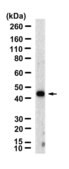 Anti-NMUR1 Antibody, clone 1J15 ZooMAb® Rabbit Monoclonal recombinant, expressed in HEK 293 cells