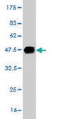 Monoclonal Anti-PTK9 antibody produced in mouse clone 5C4, purified immunoglobulin, buffered aqueous solution