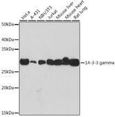 Anti-14-3-3 gamma Antibody, clone 5R4Q4, Rabbit Monoclonal