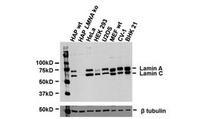Anti-Lamin A/C Antibody, clone 2A1 clone 2A1, from mouse
