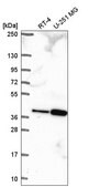 Anti-TPGS2 antibody produced in rabbit Prestige Antibodies® Powered by Atlas Antibodies, affinity isolated antibody