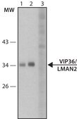 Anti-VIP36/ LMAN2 antibody produced in rabbit ~1.0&#160;mg/mL, affinity isolated antibody