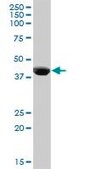 Anti-CPB1 antibody produced in mouse purified immunoglobulin, buffered aqueous solution