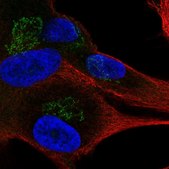 Anti-APBA1 antibody produced in rabbit Prestige Antibodies® Powered by Atlas Antibodies, affinity isolated antibody