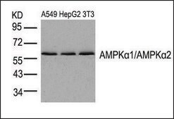 Anti-PRKAA1/PRKAA2 (Ab-174/172) antibody produced in rabbit affinity isolated antibody