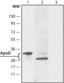Anti-ApoD (N-terminal) antibody produced in rabbit ~1.0&#160;mg/mL, affinity isolated antibody