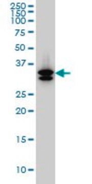 Monoclonal Anti-SULT1A3 antibody produced in mouse clone 1B10, ascites fluid, solution