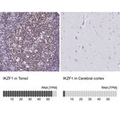 Anti-IKZF1 antibody produced in rabbit Prestige Antibodies® Powered by Atlas Antibodies, affinity isolated antibody, buffered aqueous glycerol solution