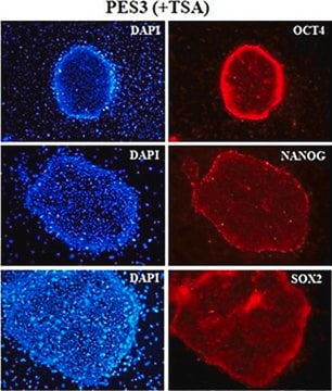 Anti-Oct-4 Antibody Chemicon&#174;, from rabbit