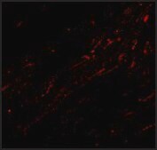 Anti-CIDE-A (ab1) antibody produced in rabbit affinity isolated antibody, buffered aqueous solution