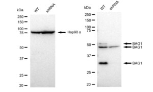KD-Validated Anti BAG1 Antibody, clone 23GB2995, Rabbit Monoclonal clone 23GB2995, recombinant rabbit monoclonal, expressed in HEK293 cells