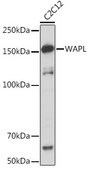 Anti-WAPL Antibody, clone 3Q4G1, Rabbit Monoclonal