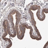 Anti-SDHAF4 antibody produced in rabbit Prestige Antibodies&#174; Powered by Atlas Antibodies, affinity isolated antibody, buffered aqueous glycerol solution