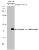 抗-NS1 兔抗 affinity isolated antibody, buffered aqueous solution