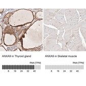 Anti-ANXA9 antibody produced in rabbit Prestige Antibodies® Powered by Atlas Antibodies, affinity isolated antibody, buffered aqueous glycerol solution, ab1