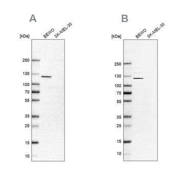 Anti-NLRP2 antibody produced in rabbit Prestige Antibodies&#174; Powered by Atlas Antibodies, affinity isolated antibody