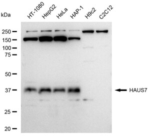 KD-Validated Anti HAUS7 Antibody, clone 23GB4485, Rabbit Monoclonal clone 23GB4485, recombinant rabbit monoclonal, expressed in HEK293 cells