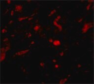 Anti-NENF antibody produced in rabbit affinity isolated antibody, buffered aqueous solution
