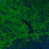Monoclonal Anti-VGAT antibody produced in mouse Prestige Antibodies&#174; Powered by Atlas Antibodies, clone CL2793, purified immunoglobulin, buffered aqueous glycerol solution