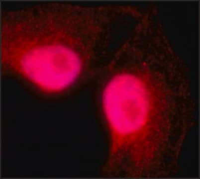 Anti-XPO4 antibody, Mouse monoclonal clone XP-12, purified from hybridoma cell culture