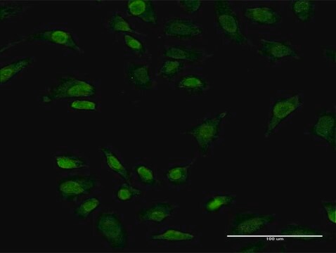 Monoclonal Anti-PRKRIP1 antibody produced in mouse clone 4D11-3F11, purified immunoglobulin, buffered aqueous solution